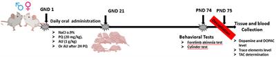 Bioactive strawberry fruit (Arbutus unedo L.) extract remedies paraquat-induced neurotoxicity in the offspring prenatally exposed rats